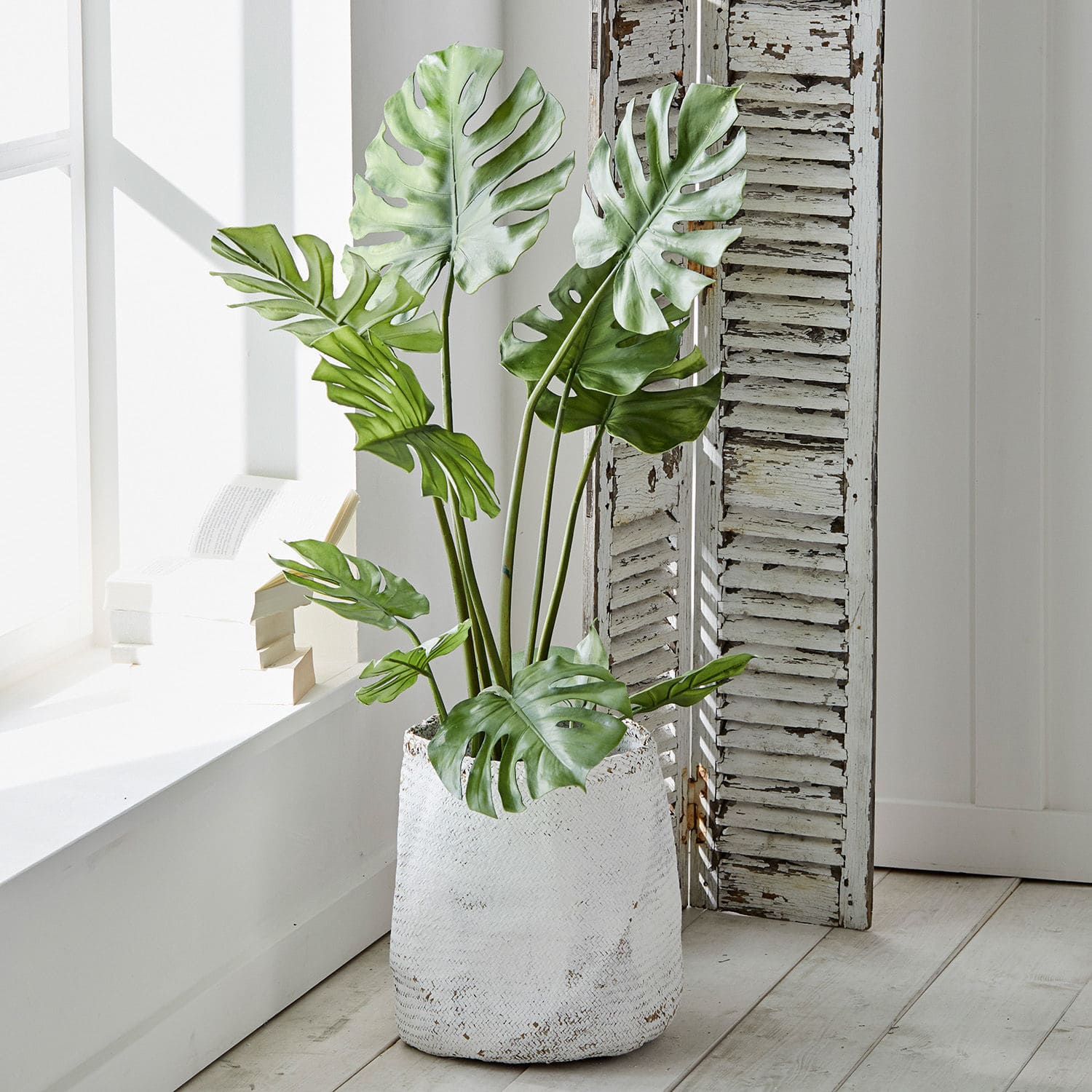 Dekopflanze Monstera